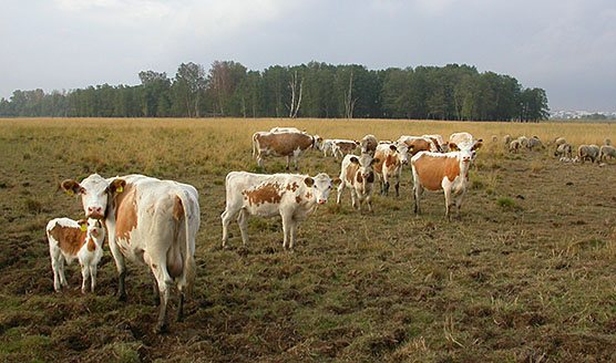 Lehmiä hoitamassa kosteikkoa laidutamalla